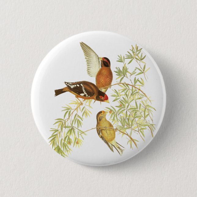 Spectacled Finch 2 Inch Round Button (Front)