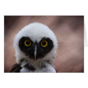 Spectacled Owl