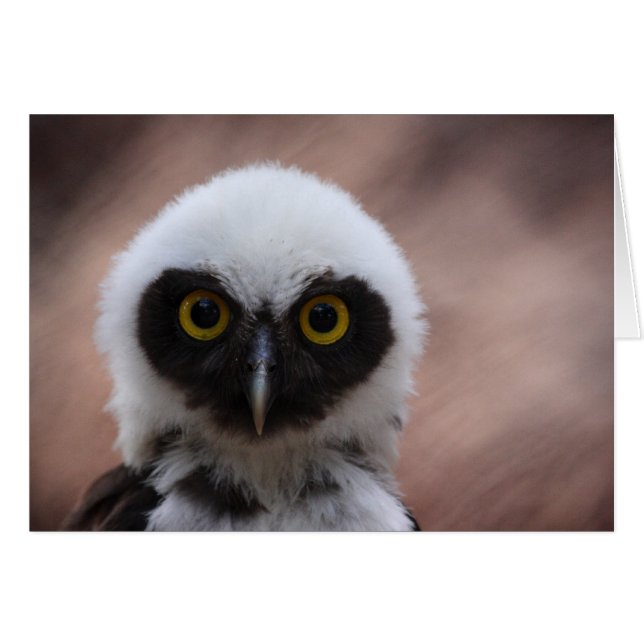 Spectacled Owl (Front Horizontal)