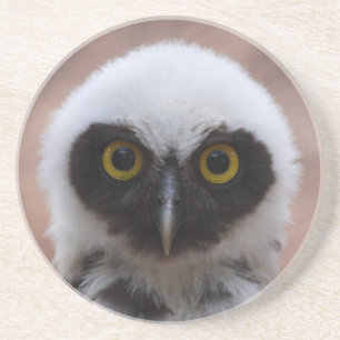 Spectacled Owl Coaster