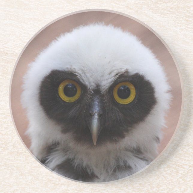 Spectacled Owl Coaster (Front)