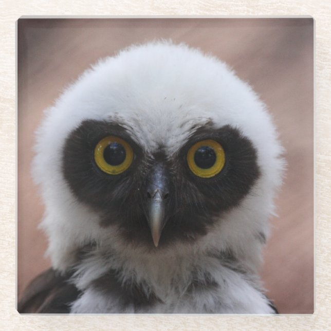Spectacled Owl Glass Coaster (Front)