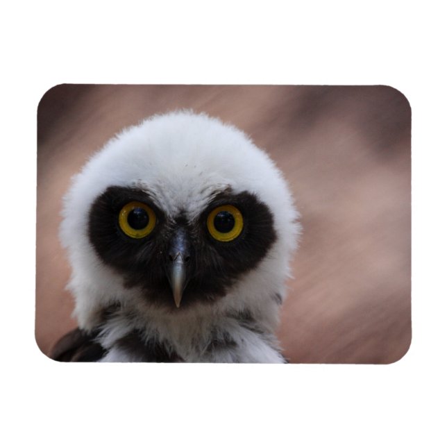 Spectacled Owl Magnet (Horizontal)