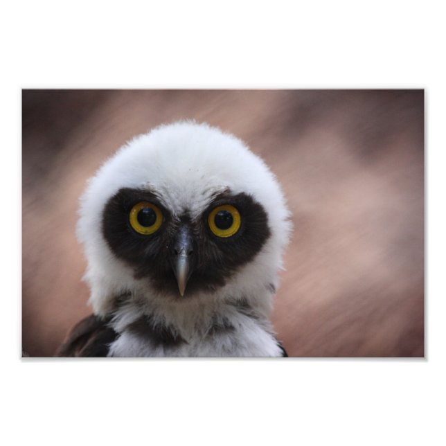 Spectacled Owl Photo Print (Front)