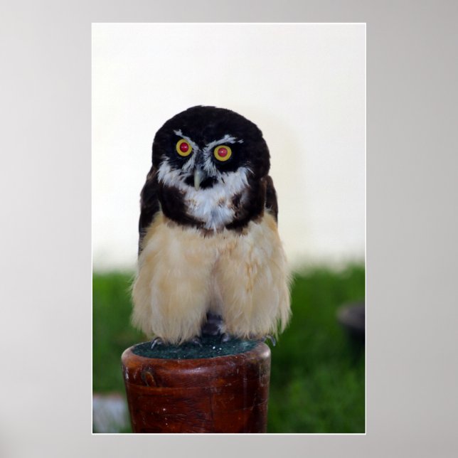 Spectacled Owl Poster (Front)