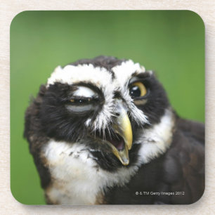 Spectacled Owl (Pulsatrix perspicillata) Coaster