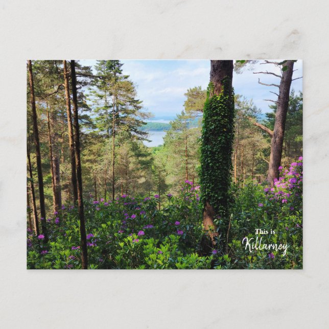 Spectacular Killarney- Ireland Postcard (Front)