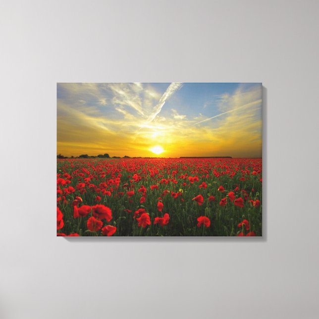 spectacular red poppies canvas print (Front)