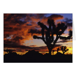 Spectacular Sunrise at Joshua Tree National