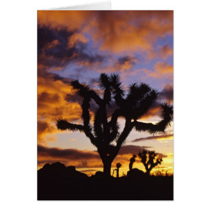 Spectacular Sunrise at Joshua Tree National Park