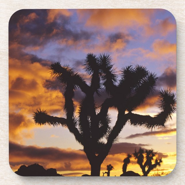 Spectacular Sunrise at Joshua Tree National Park Coaster (Front)