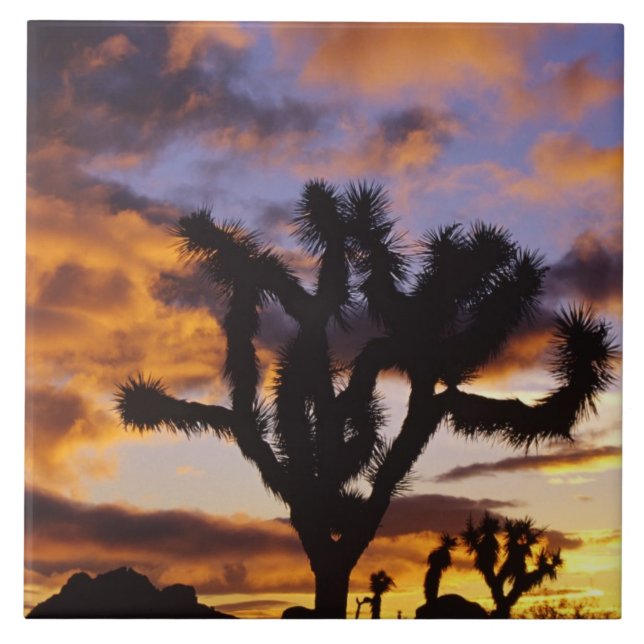 Spectacular Sunrise at Joshua Tree National Park Tile (Front)