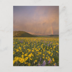 Spectacular wildflower meadow at sunrise in postcard