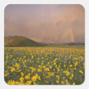 Spectacular wildflower meadow at sunrise in square sticker