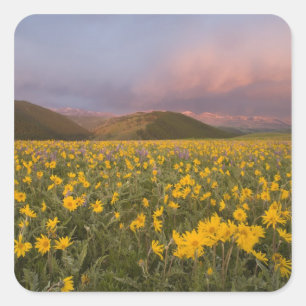 Spectacular wildflower meadow at sunrise in the square sticker