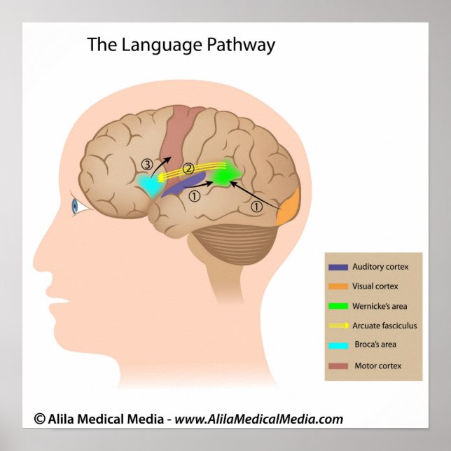 Speech centres of the brain diagram. poster (Front)