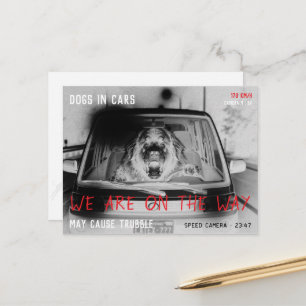 speed camera Newfoundland Dog Driver Fun Postcard