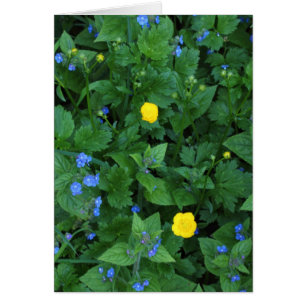 Speedwell and Buttercups