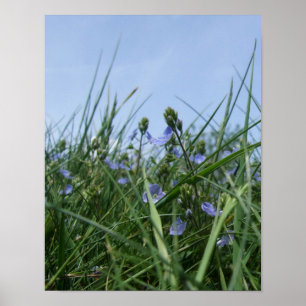 Speedwell Flower Meadow Poster