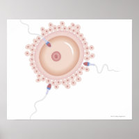 Sperm Containing Mutated Gene