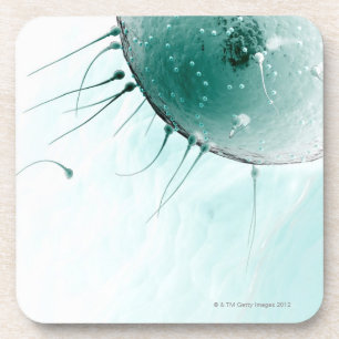 Sperm Fertilising an Ovum. Coaster