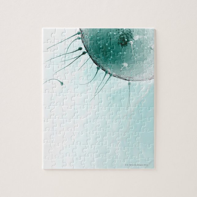Sperm Fertilising an Ovum. Jigsaw Puzzle (Vertical)