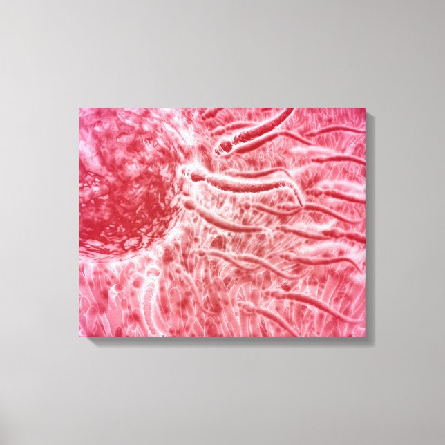Sperm Travelling Towards Egg With Cellia Canvas Print (Front)