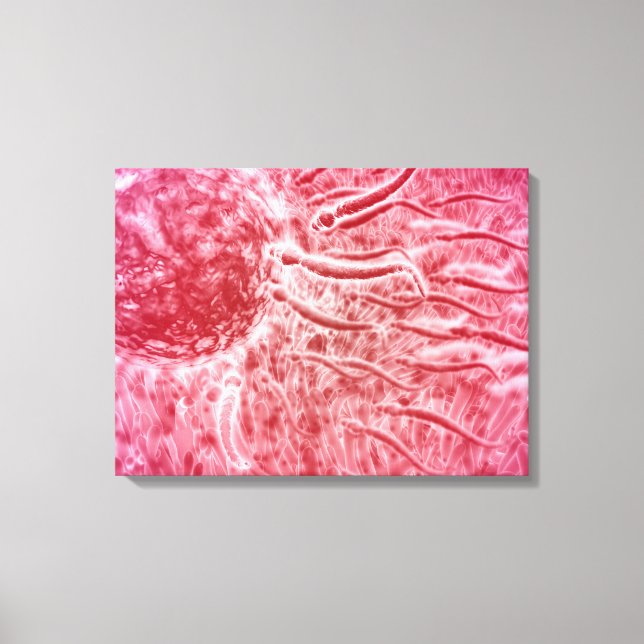 Sperm Travelling Towards Egg With Cellia Canvas Print (Front)