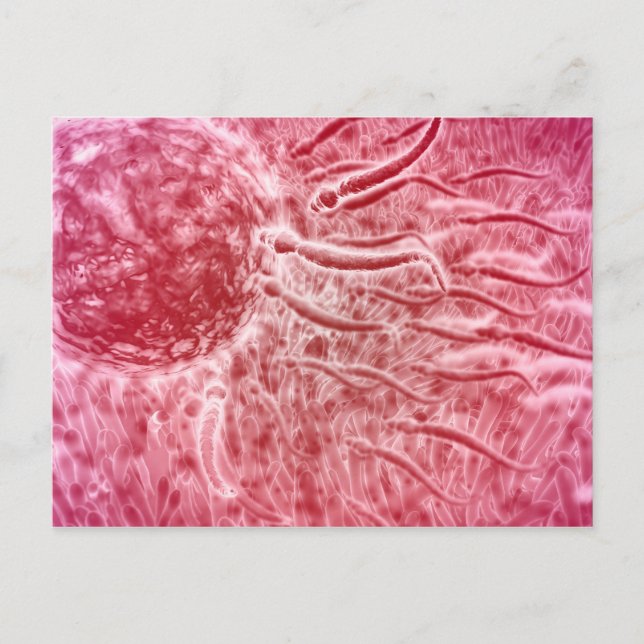 Sperm Travelling Towards Egg With Cellia Postcard (Front)