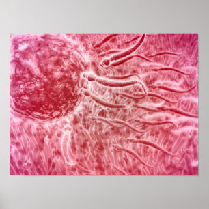 Sperm Travelling Towards Egg With Cellia Poster