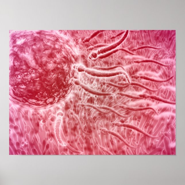 Sperm Travelling Towards Egg With Cellia Poster (Front)