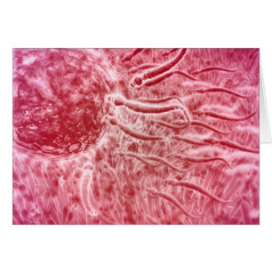 Sperm Voyageant Vers Oeuf Avec Cellia