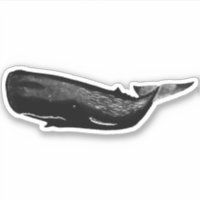 SPERM WHALE