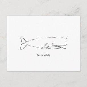 Sperm Whale Illustration (line art) Postcard