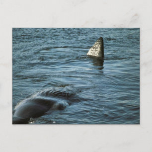 Sperm Whale Postcard