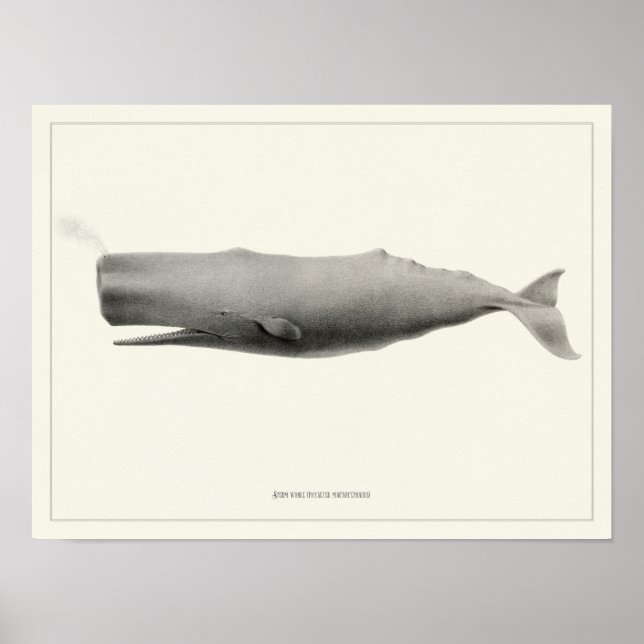 Sperm whale + Poster (Front)