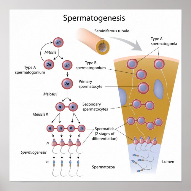 Spermatogenesis Poster (Front)