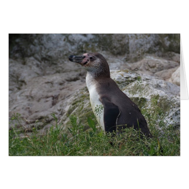 Spheniscus humboldti (Front Horizontal)