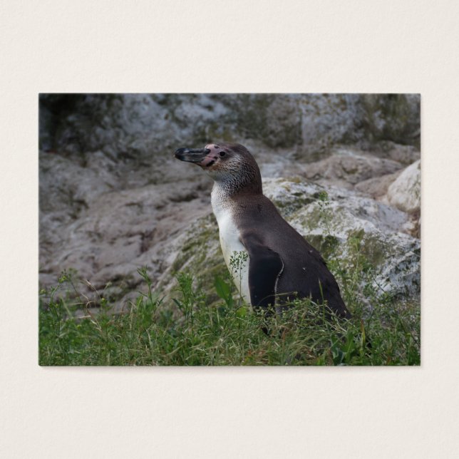 Spheniscus humboldti (Front)