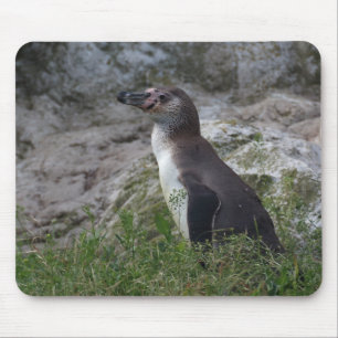 Spheniscus humboldti mouse pad