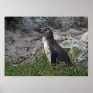 Spheniscus humboldti poster