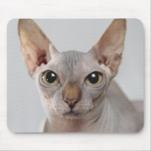 Sphinx cat pet cute hairless face funny mouse pad