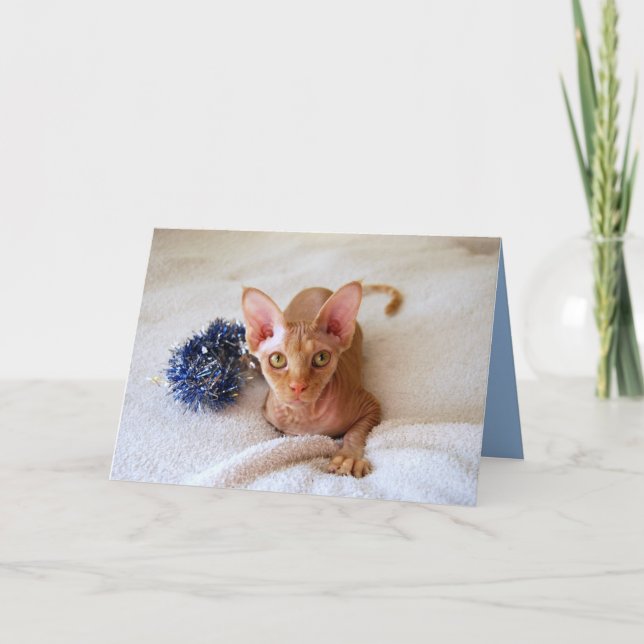 Sphinx Cat With Blue Tinsel Card (Front)