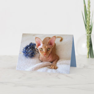 Sphinx Cat With Blue Tinsel Card