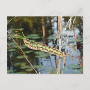 Sphinx Moth Caterpillar on Ludwigia Postcard