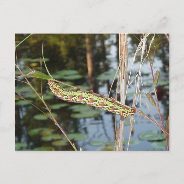 Sphinx Moth Caterpillar on Ludwigia Postcard (Front)