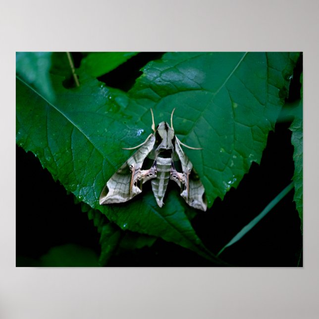 Sphinx Moth on Green Leaf Poster (Front)