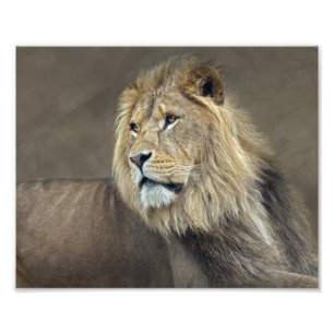 Sphinx Print