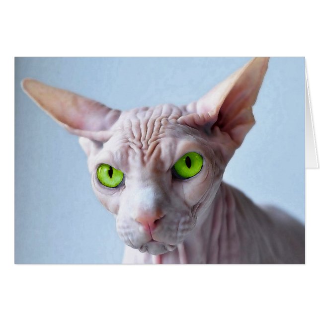 SPHYNX (Devant horizontal)