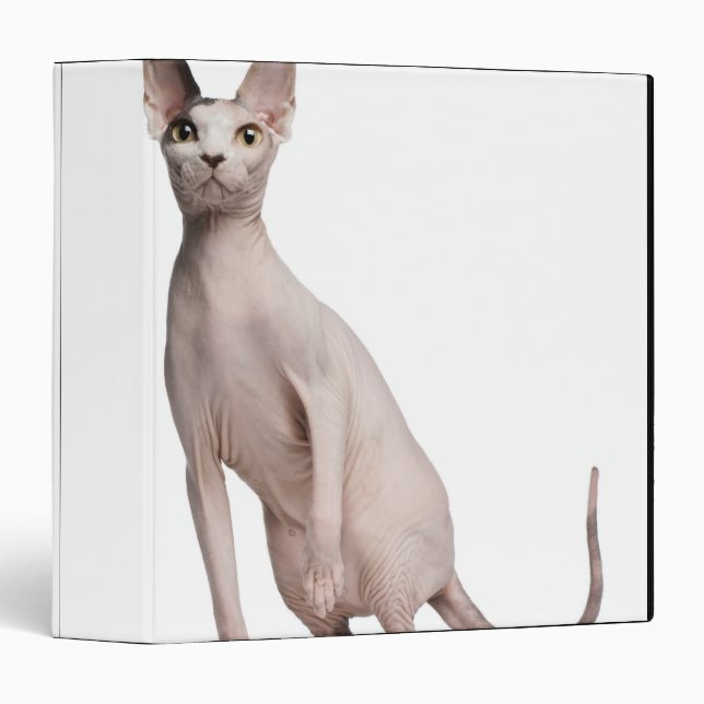 Sphynx (13 months old) binder (Front/Spine)